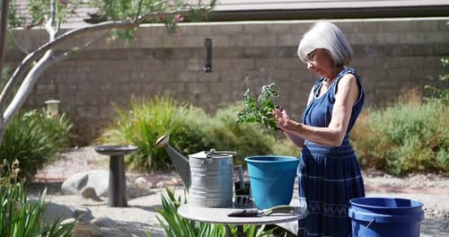 Una hermosa jardinera envejecida con canas plantando una planta de tomate orgánico en nueva tierra para macetas