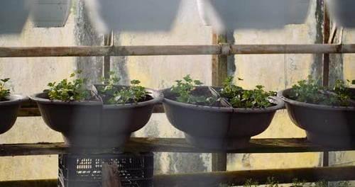 Agriculture - Flower Seedlings in Greenhouse