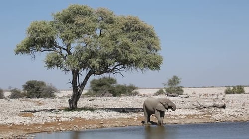 Elephant Drinking at a Watering Hole in Wilderness