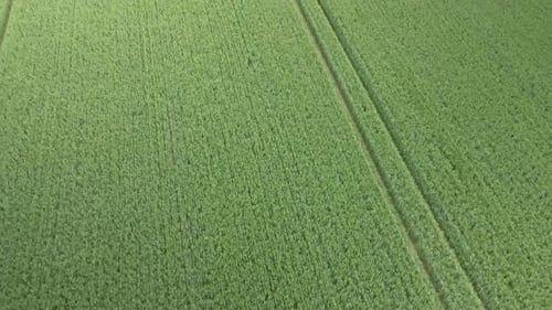 aerial push in over green wheat crop fields on rural agricultural land