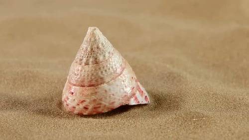 Coquillage rose inhabituel avec sable sur fond noir, rétroéclairage, rotation, gros plan