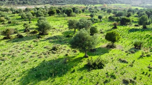 Árvores da natureza no início do verão Vista aérea da bela floresta verde com oliveiras em tempo ensolarado