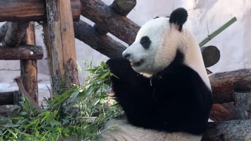 Panda Bear Eating Bamboo in a Natural Habitat
