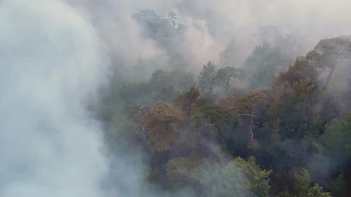 Smoke of a Forest Fire