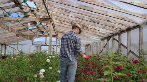 View From the Back: A Man Walks in a Greenhouse Inspecting Roses in Gloves