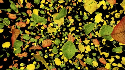 Dynamic Autumn Leaves Falling Overlay