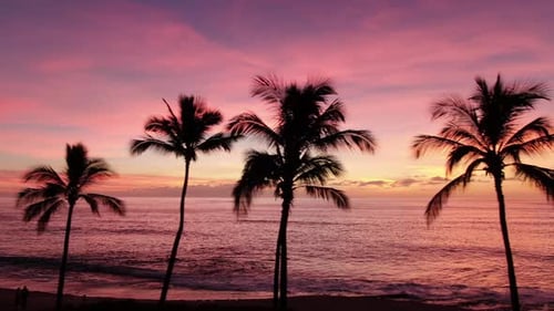 Palm Trees