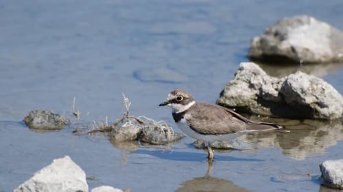 chorlito anillado en hábitat natural. Charadrius dubius
