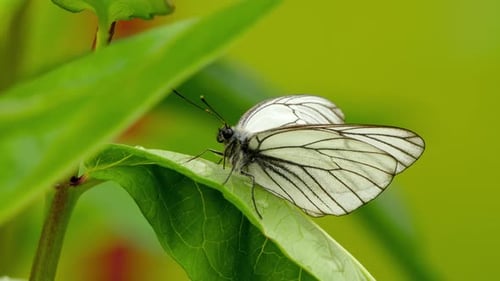 White Butterfly Resting on a Green Leaf