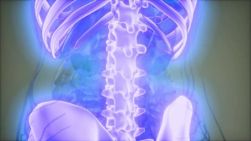 Glowing Human Skeleton Spine Scan 3D Medical Animation