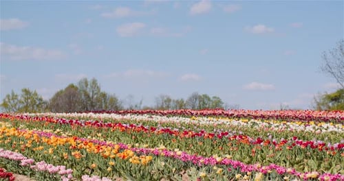 Beautiful Tulips Blooming on Flowers Plantation