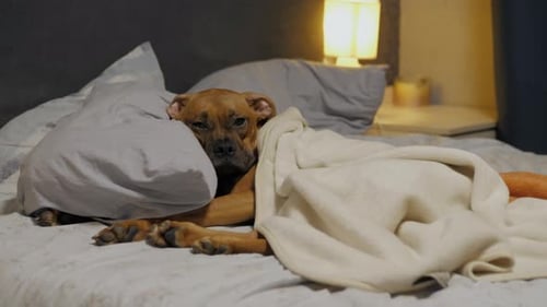 Lazy Cute Puppy Falls Asleep on Bed Under the Blanket German Boxer Lies on a Pillow and Resting