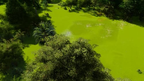 Fly Over Forest 2k