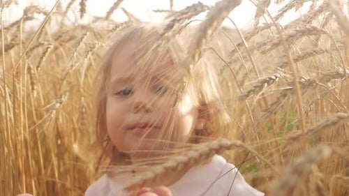A Girl in a Field of Wheat Barley at Sunset