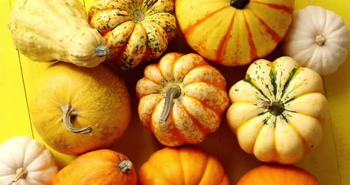 Colorful Pumpkins and Gourds Displayed on Yellow Background
