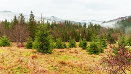 Ukraine Carpathians