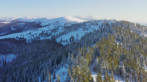 High Snowy Mountain Covered with Evergreen Fir Trees on a Sunny Cold Day