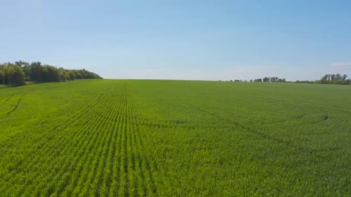 Aerial View of Natural Green Wheat Field. Green Wheat Stalks. Drone Flying Over Beautiful Natural