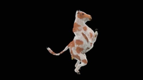 Dancing Brown and White Spotted Calf 3D Animation