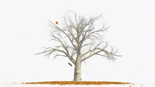 Tree Without Leaves