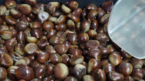 Many Chestnuts Piled High in Bin with Scoop