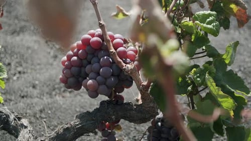 Um cacho de uva vermelha crescendo