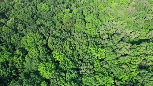 Aerial Top View of Green Forest on a Summer Day