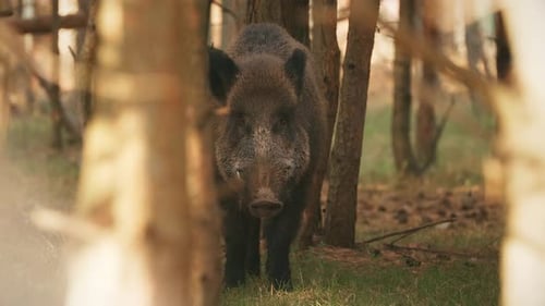 Wild Boar Or Sus Scrofa Also Known As The Wild Swine Eurasian Wild Pig Sniffs Air In Autumn Forest