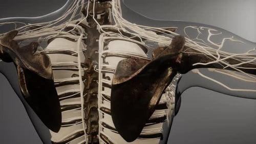 Detailed 3D Render of Human Spine and Nervous System