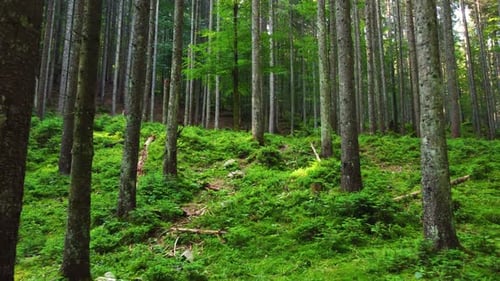 Forêt magique le matin