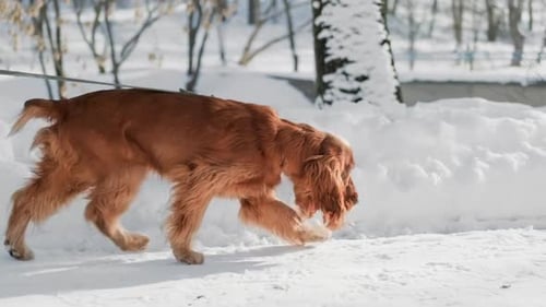 Porträt eines niedlichen Spanielhundes im Winter