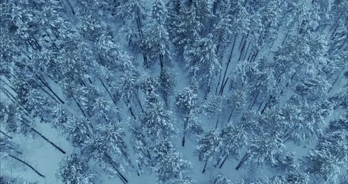 Copter Flies Over a Beautiful Winter Forest the Trees are in the Snow