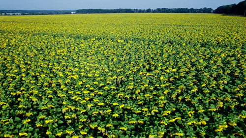 Survoler des champs de tournesols