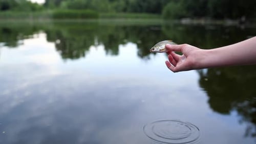 Fish in hands and water. Close up of woman hand playing with small fish in water