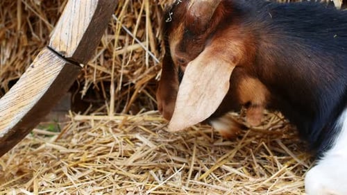 Eine wunderschöne braune Ziege, die Heu auf der Farm frisst. Viehfarm.