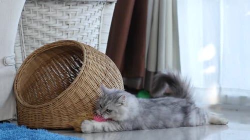 Playful Kitten Batting at Toys Indoors