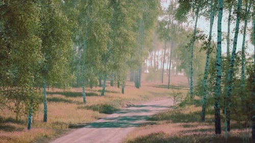 Birch Forest in Sunlight in the Morning