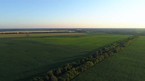 Aerial View Corn Field in Sunset or Sunrise Drone Shot Road Around Cornfield
