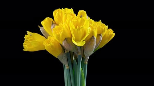 Daffodils Blooming Time Lapse on Black Background