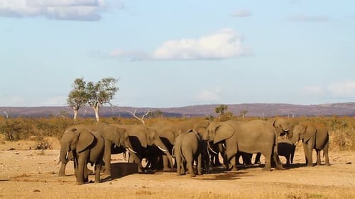 Afrikanischer Busch-Elefant im Krüger-Nationalpark, Südafrika