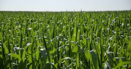 Corn Field