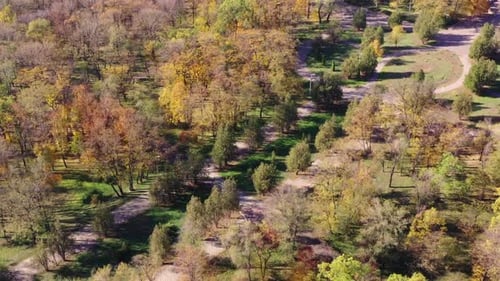 Autumn trees in a natural park