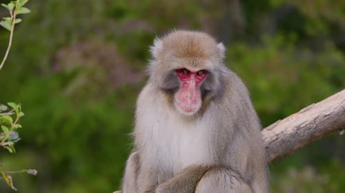 Macaco japonés fotografiado cerca de Kioto, Japón
