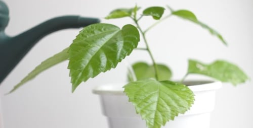 Green Plant Being Watered in a White Pot
