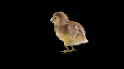 Realistic Fluffy Chick Walking with Alpha Channel