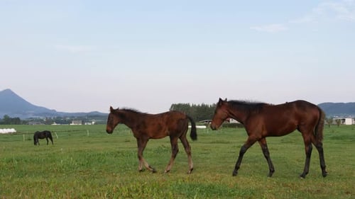 Pferde auf dem Bauernhof auf dem Land, Norwegen
