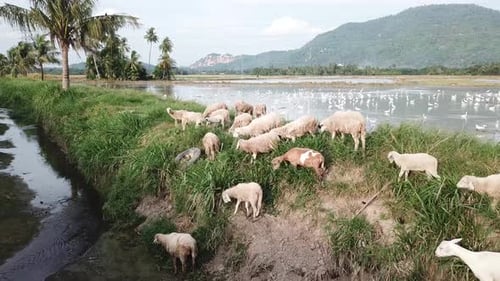 Fly over goats and sheep grazing grass in field