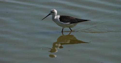 Black-winged stilt,(Himantopus himantopus), Camargue, France