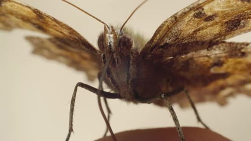 Extreme Close Up of a Brown Butterfly