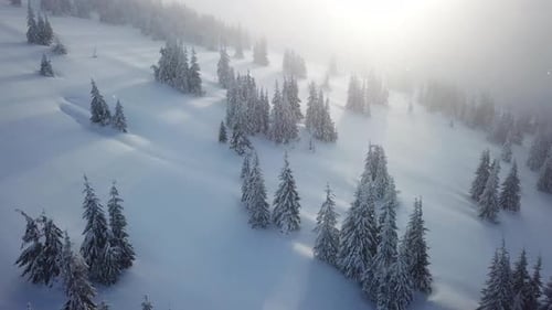 Vista aérea sobrevoando um pinheiro de inverno. Lado da montanha. Spot de freeride de snowboard